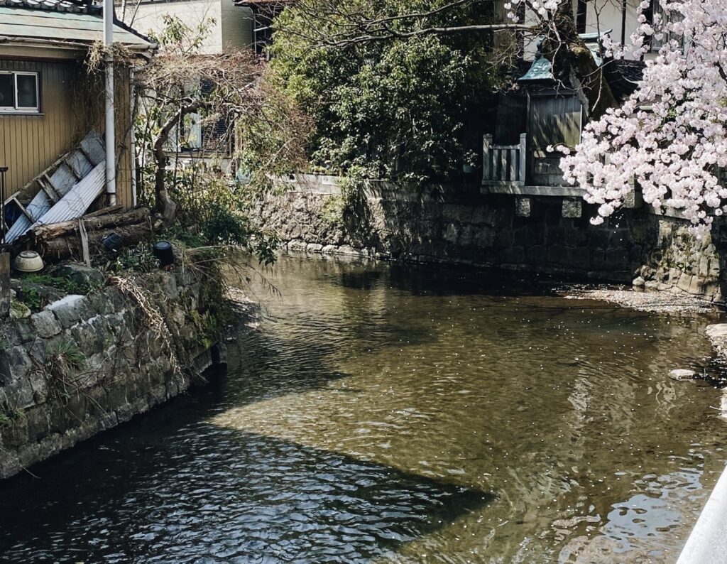 cherry-blossoms-river